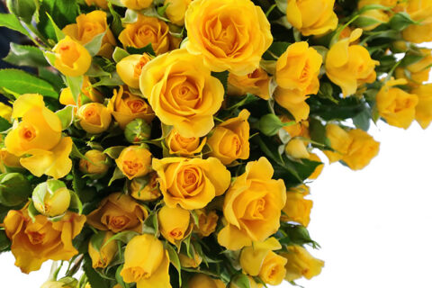 Rosa Spray Gialla